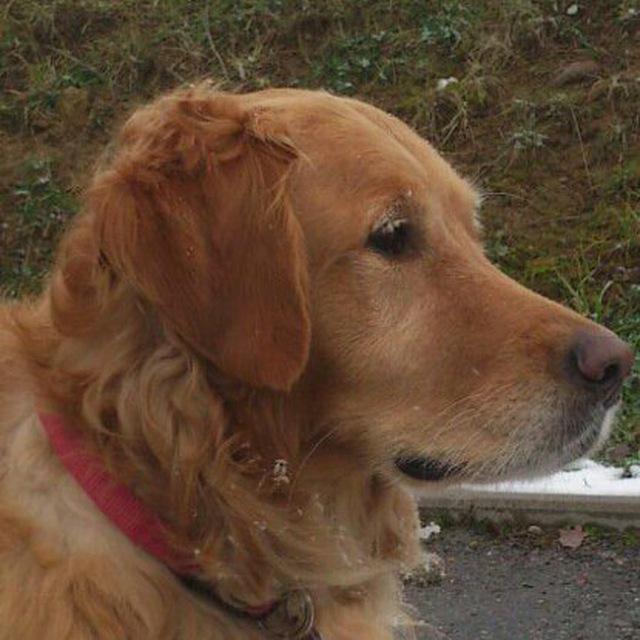 My usual profile picture, showing a golden retriever looking to the right